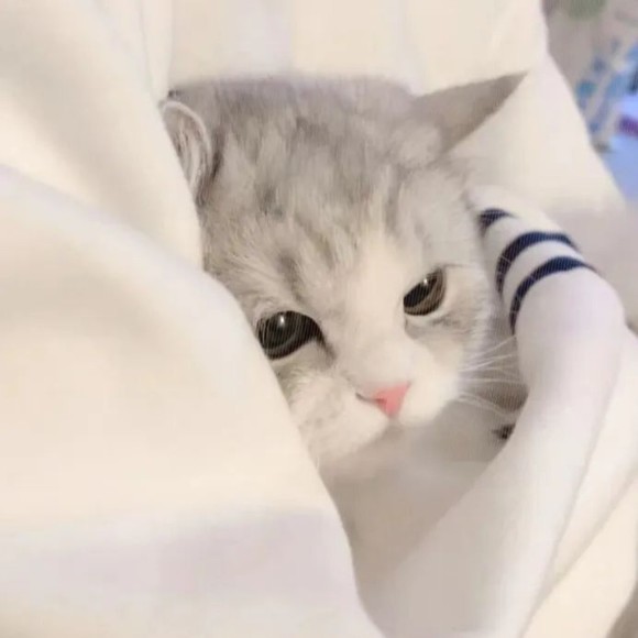 Meet your Posher, Yuming - Picture 1 of 1